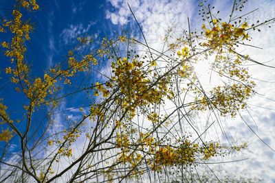 Low angle view of autumn tree against sky