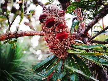 Close-up of red leaves on tree