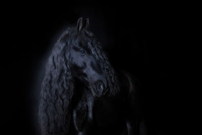 Portrait of a horse