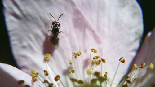 Close-up of bee on flower