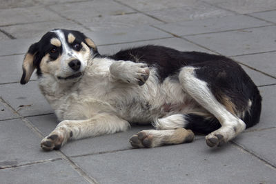 Portrait of a dog lying on the footpath