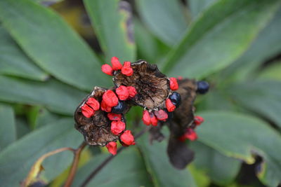 Close-up of plant pod