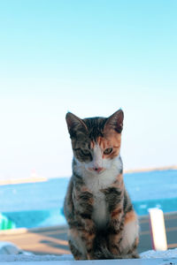 Cat sitting by the sea against clear sky