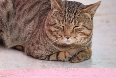 Close-up of a cat sleeping