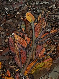 Full frame shot of multi colored autumn leaves