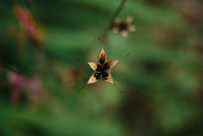 Close-up of wilted flower on plant