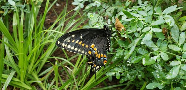 Butterfly pollinating flower