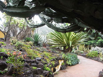 Plants and trees growing on rock