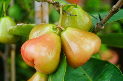 Close-up of fruit growing on tree