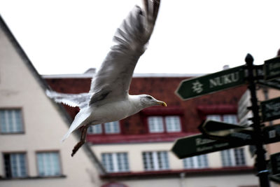 Low angle view of seagull flying against sky
