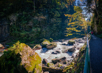 Scenic view of river flowing through rocks in forest