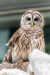 Close-up of a bird