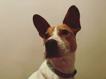 Close-up of a dog looking away