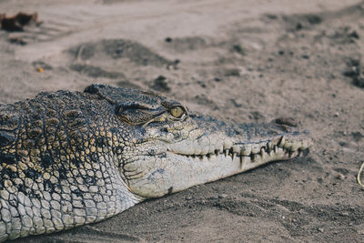 Close-up of crocodile on land