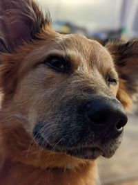 Close-up of dog looking away