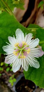 Close-up of white flowering plant