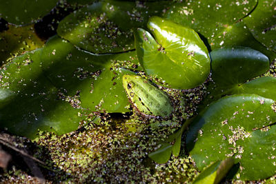 Full frame shot of wet plants