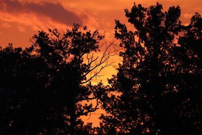 Low angle view of silhouette trees against orange sky