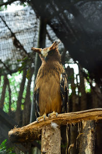 Close-up of bird perching on tree