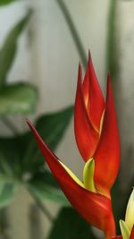 Close-up of red flower