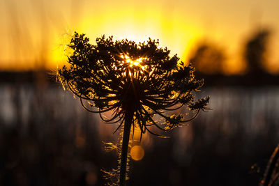 Close-up of silhouette plant against lake at sunset