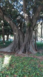 Trees growing in park