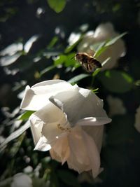 Close-up of white flowering plant