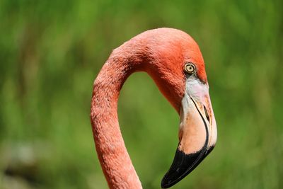 Close-up of a flamingo bird