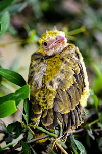 Close-up of bird perching on a plant