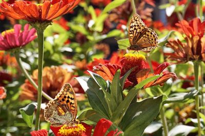 Close-up of butterfly perching on flower