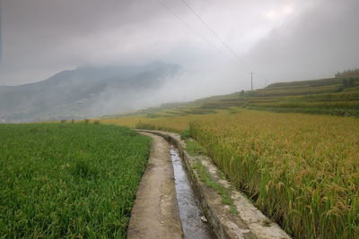 Amazing fields of rice in northern china, stunning backdrops d.y