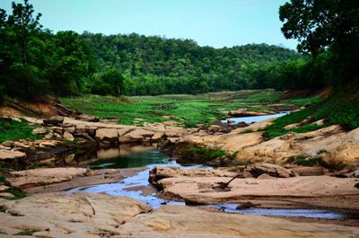 Scenic view of river in forest against sky