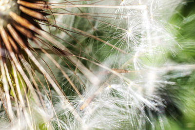 Close-up of dandelion on plant