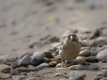 Bird perching on pebbles