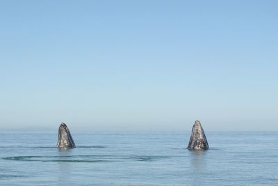 View of rocks in sea against clear sky