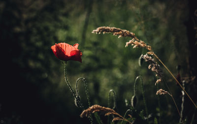 Close-up of red poppy flowers