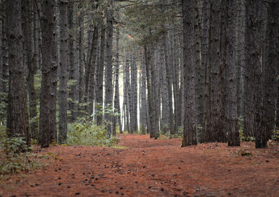 Trees in forest