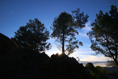 Low angle view of silhouette trees against sky during sunset