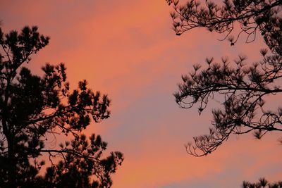 Low angle view of silhouette trees against orange sky
