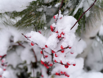 Red berries on the branch covered in winter snow