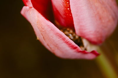 Close-up of pink rose flower