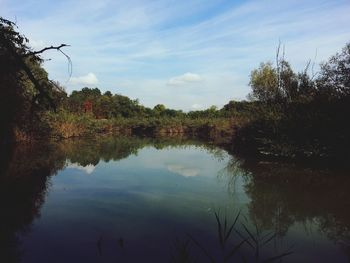 Reflection of trees in water