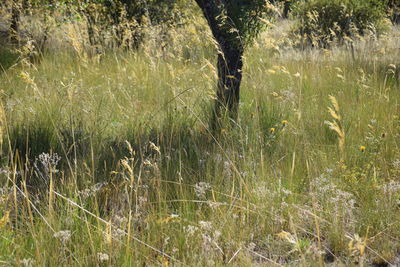 Plants on field