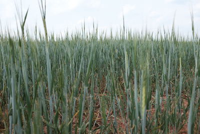 Close-up of wheat field against sky