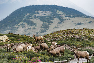 Flock of sheep on field