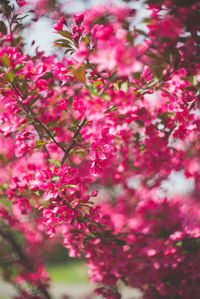 Pink flowers blooming on tree