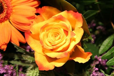 Close-up of flower blooming outdoors