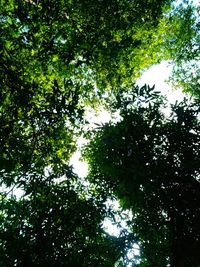 Low angle view of trees against sky