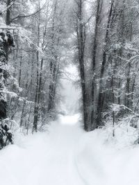 Snow covered trees in forest