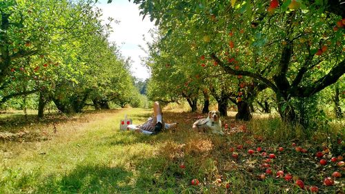 People sitting on field against trees